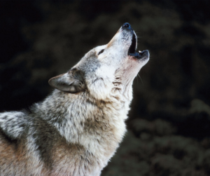 wolfs cry image copyright to canva.com