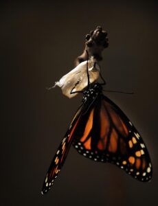 butterfly-1518060_1280